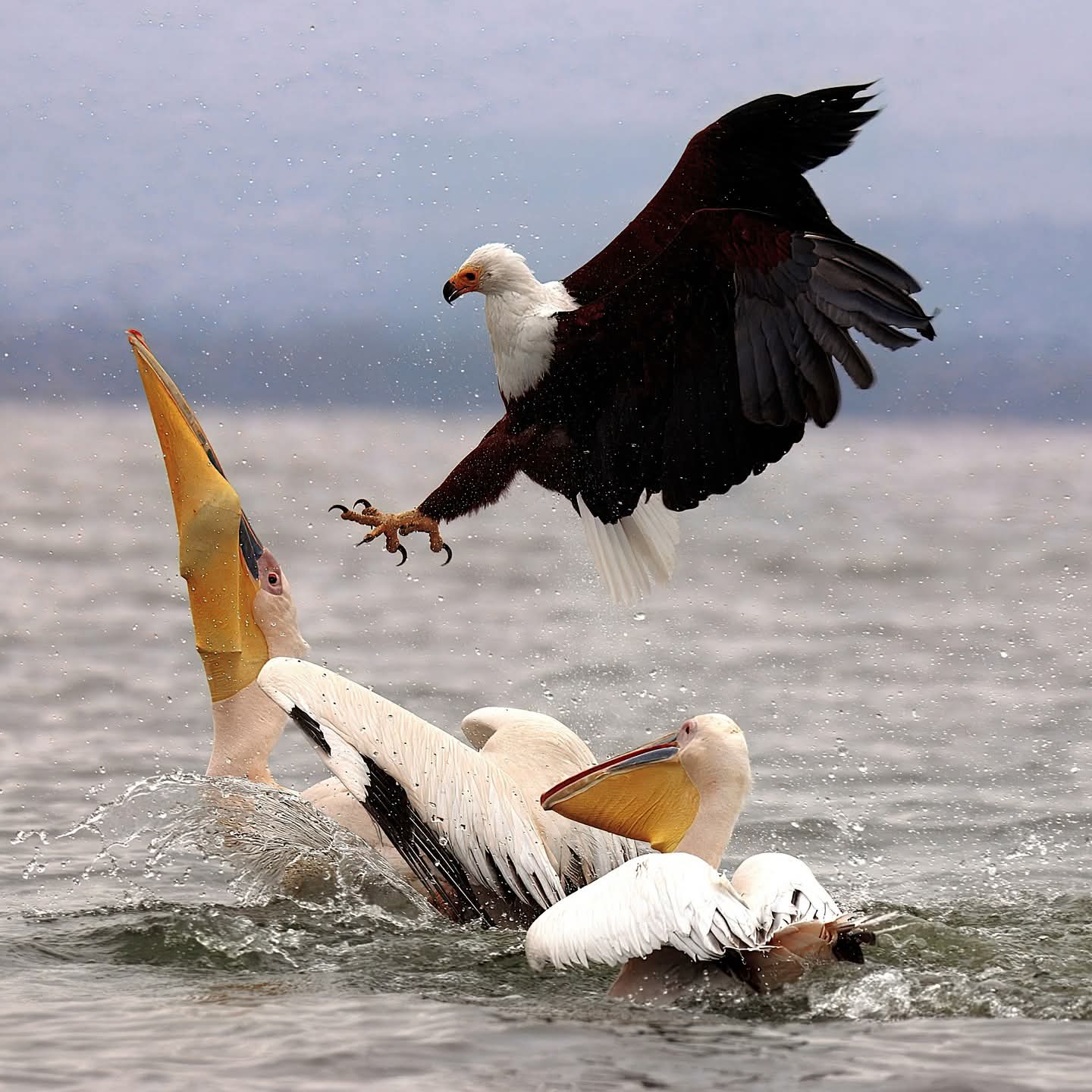 African fish eagle